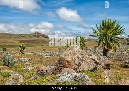 Giant lobelia (Lobelia rhynchopetalum), Bale Mountains National Park, Bale Zone, Oromia Region, Ethiopia Stock Photo