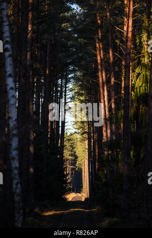 Sunny tunnel between trees in the forest. Stock Photo