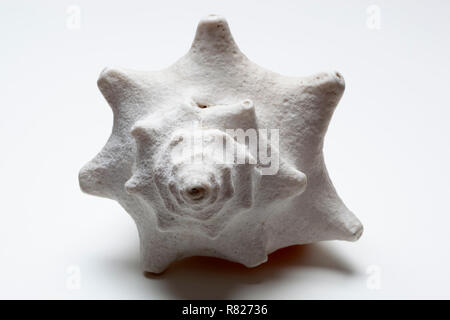 White conch seashell on white background Stock Photo