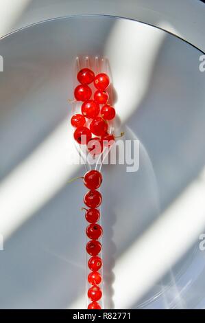 Red currant berries served on a fork. Basic dessert of red currant berries. Stock Photo