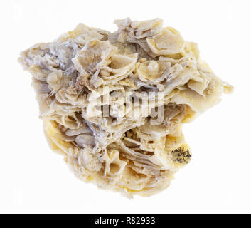 macro photography of natural mineral from geological collection - rough coquina limestone stone on white background Stock Photo
