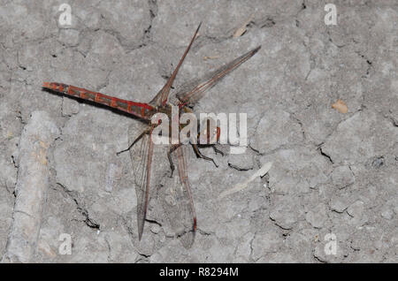 Variegated Meadowhawk, Sympetrum corruptum, male Stock Photo