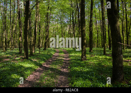 Road through the forest, view in the spring day Stock Photo