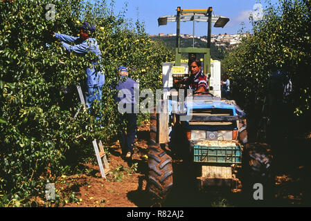 Rocha pear picking. Oeste region. Portugal Stock Photo