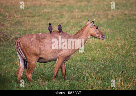 Female Nilgai with Brahminy mynas sitting on her in Keoladeo National Park, Bharatpur, India. Nilgai is the largest Asian antelope and is endemic to t Stock Photo