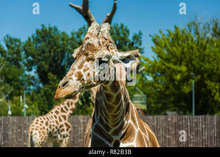 Giraffes head on a background of trees and sky Stock Photo