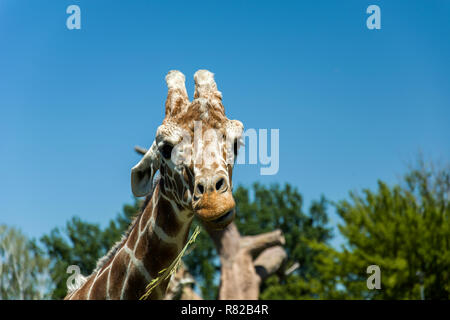 Giraffes head on a background of trees and sky Stock Photo