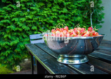 Red-yellow fresh and shiny cherries gathered in a colander on the table Stock Photo