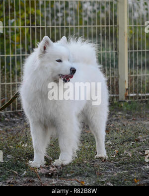 samoyed coat