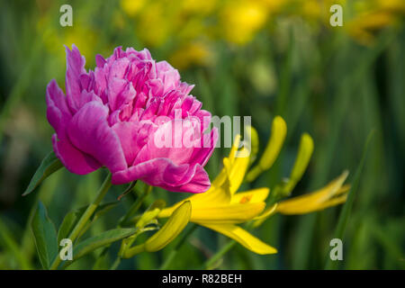 Pink peony flower and yellow lily in sunlight and green background Stock Photo