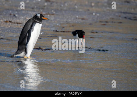 Falkland Islands, Saunders Island. Northern Gentoo penguin on beach with Magellanic oyster catchers in the distance. Stock Photo