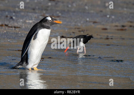 Falkland Islands, Saunders Island. Northern Gentoo penguin on beach with Magellanic oyster catchers in the distance. Stock Photo