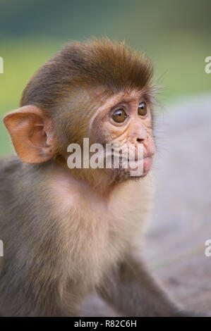 Portrait of Rhesus macaque (Macaca mulatta) in Galta Temple in Jaipur, India. The temple is famous for large troop of monkeys who live here. Stock Photo