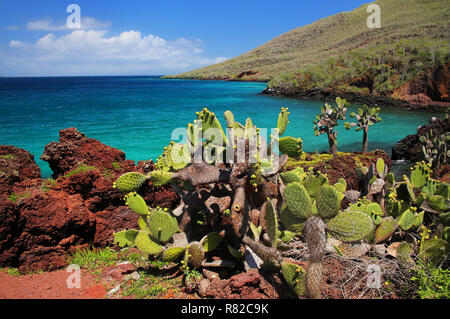 Galapagos prickly pear on Rabida Island in Galapagos National Park, Ecuador. It is endemic to the Galapagos Islands. Stock Photo
