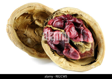 Red Danube Walnut isolated on white background Stock Photo