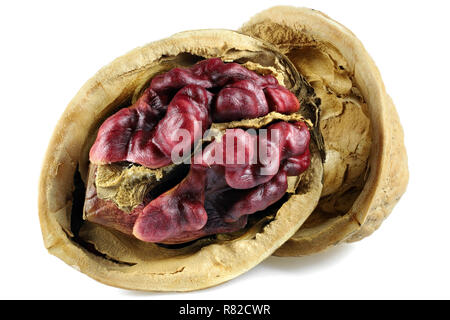 Red Danube Walnut isolated on white background Stock Photo
