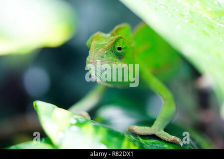 Chameleons are adapted for climbing and visual hunting. They live in warm habitats that range from rain forest to desert conditions, with various spec Stock Photo