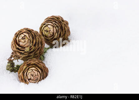Three Pine Cones lying in snow Stock Photo