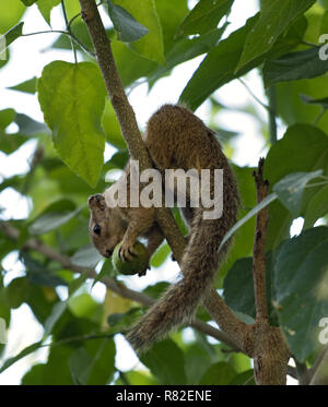 Tree squirrel (Paraxerus cepapi) sitting eating in a tree, Maun, Botswana Stock Photo