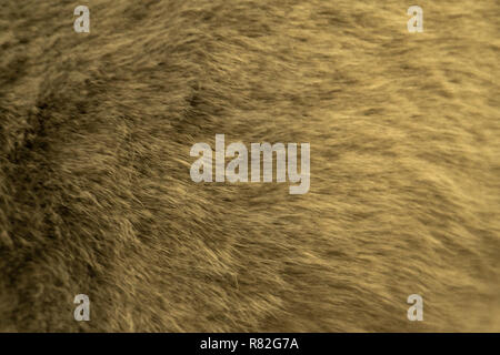 Grey, Dark Brown Wolf Fox Fur Natural, Animal Mountain Wildlife Concept and Style for Background, textures and wallpaper, close up full frame. Stock Photo
