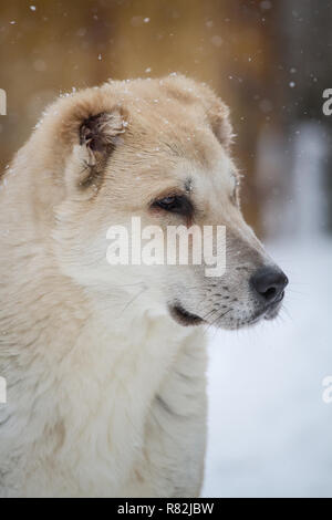 Central Asian Shepherd dog female puppy, 6 months old, portrait in the snow Stock Photo