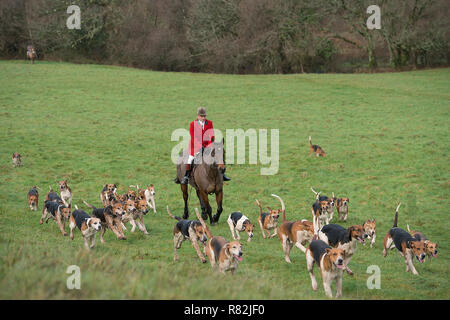 huntsman with pack of hounds Stock Photo
