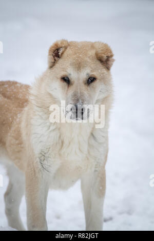 Central Asian Shepherd dog female puppy, 6 months old, portrait in the snow Stock Photo