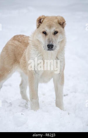 Central Asian Shepherd dog female puppy, 6 months old, portrait in the snow Stock Photo