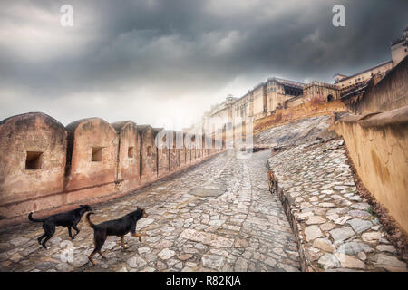 Dogs running to Amber fort at overcast sky in Jaipur, Rajasthan, India Stock Photo