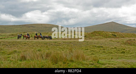 Pony trekkers on Taw Marsh, near Belstone, Dartmoor Stock Photo