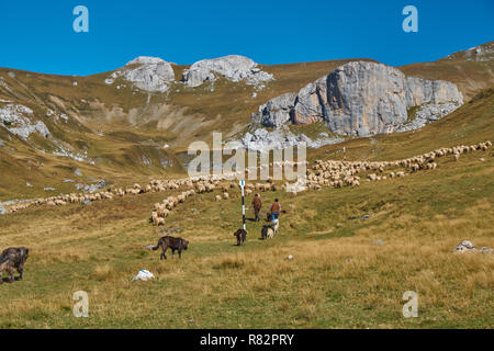 Shepherds and dogs hearding their sheep in the Bucegi mountains in Romania and a bright blue sky day. Stock Photo