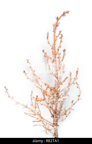 Small dry fir branch in frost. On white background Stock Photo