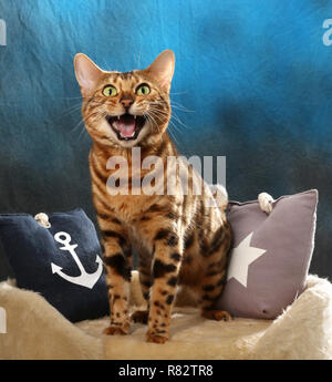 bengal cat meowing Stock Photo