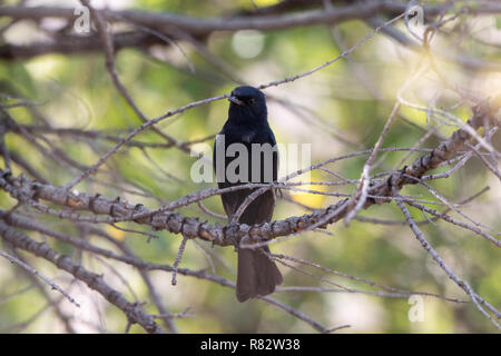 Southern Black Flycatcher (Melaenornis pammelaina) Stock Photo