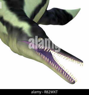 Dolichorhynchops Plesiosaur Head -Dolichorhynchops was a carnivorous reptile Plesiosaur that lived in the seas of Kansas during the Cretaceous Period. Stock Photo