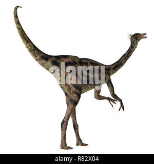 Gallimimus Dinosaur Tail - Gallimimus was a omnivorous theropod dinosaur that lived in Mongolia during the Cretaceous Period. Stock Photo