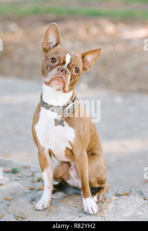 Pet Boston Terrier has a confused look with a tilted head Stock Photo