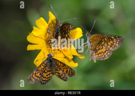 Elada Checkerspots, Microtia elada, two males courting female on Skeleton-Leaf Goldeneye, Viguiera stenoloba, all fluttering Stock Photo