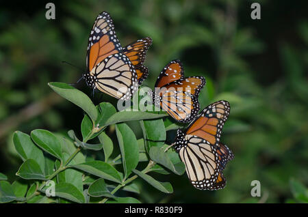 Monarchs, Danaus plexippus, and Queen, Danaus gilippus, roosting Stock Photo