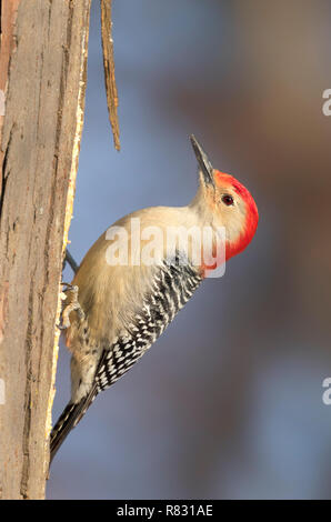 Red-bellied woodpecker (Melanerpes carolinus), Iowa, USA