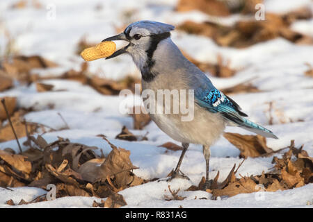 Blue jay (Cyanocitta cristata) found a peanut in the snow, Iowa, USA Stock Photo