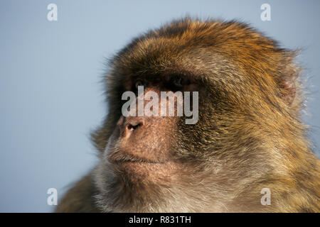 Gibraltar,UK,12th December 2018,Blue skies at the top of the rock of Gibraltar where the famous Barbary Apes sit and groom each other totally unaware and unaffected by the current political situation concerning Gibraltar.Credit: Keith Larby/Alamy Live News Stock Photo