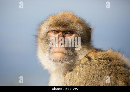 Gibraltar,UK,12th December 2018,Blue skies at the top of the rock of Gibraltar where the famous Barbary Apes sit and groom each other totally unaware and unaffected by the current political situation concerning Gibraltar.Credit: Keith Larby/Alamy Live News Stock Photo