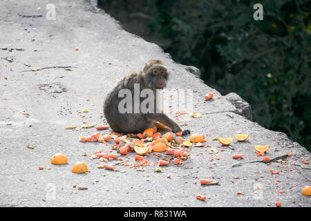 Gibraltar,UK,12th December 2018,Blue skies at the top of the rock of Gibraltar where the famous Barbary Apes sit and groom each other totally unaware and unaffected by the current political situation concerning Gibraltar.Credit: Keith Larby/Alamy Live News Stock Photo