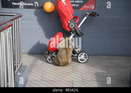 Gibraltar,UK,12th December 2018,Barbary apes loot a pram left by unsuspecting parents in Gibraltar at the top of the rock.Credit: Keith Larby/Alamy Live News Stock Photo