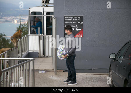 Gibraltar,UK,12th December 2018,Barbary Apes attack a man while they are trying to get to the babies changing mat on the rock of Gibraltar.Credit: Keith Larby/Alamy Live News Stock Photo