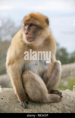 Gibraltar,UK,12th December 2018,Blue skies at the top of the rock of Gibraltar where the famous Barbary Apes sit and groom each other totally unaware and unaffected by the current political situation concerning Gibraltar.Credit: Keith Larby/Alamy Live News Stock Photo