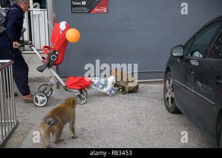 Gibraltar,UK,12th December 2018,Barbary apes loot a pram left by unsuspecting parents in Gibraltar at the top of the rock.Credit: Keith Larby/Alamy Live News Stock Photo