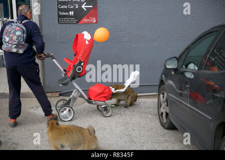 Gibraltar,UK,12th December 2018,Barbary apes loot a pram left by unsuspecting parents in Gibraltar at the top of the rock.Credit: Keith Larby/Alamy Live News Stock Photo