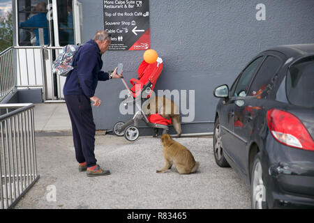 Gibraltar,UK,12th December 2018,Barbary apes loot a pram left by unsuspecting parents in Gibraltar at the top of the rock.Credit: Keith Larby/Alamy Live News Stock Photo